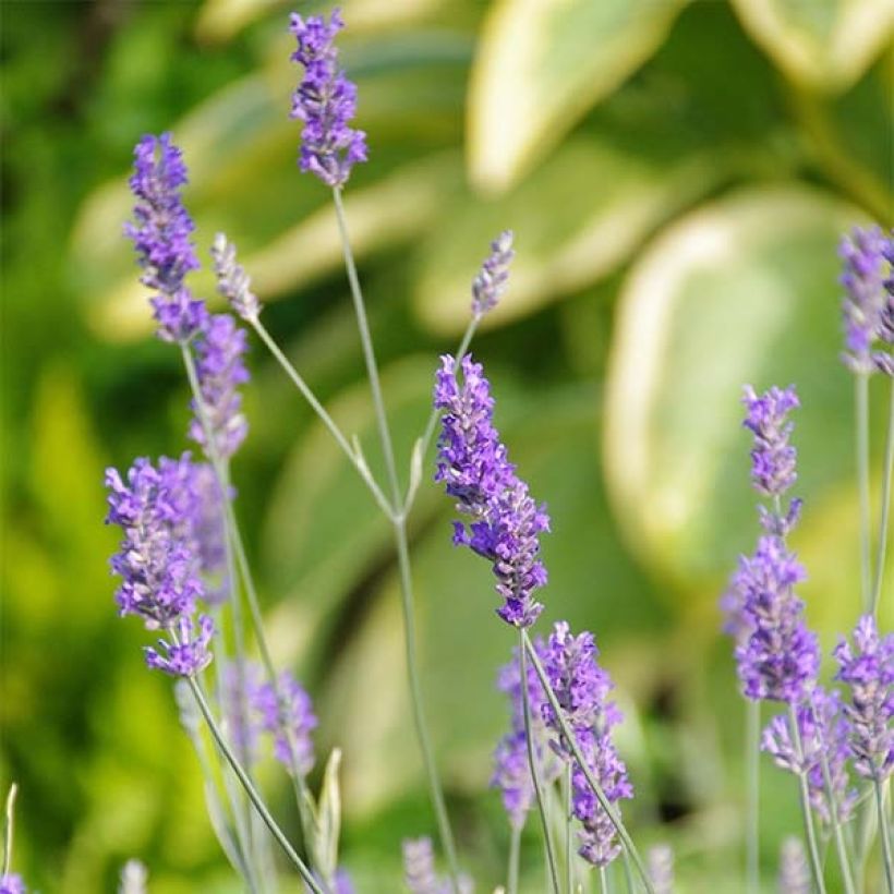 Lavandula intermedia Platinum Blonde - Lavandino (Fioritura)