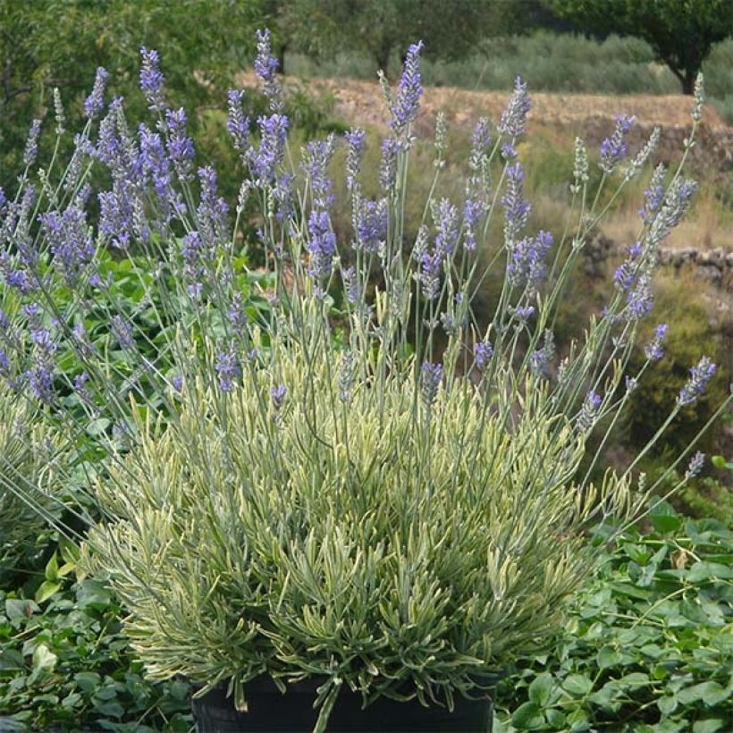 Lavandula intermedia Platinum Blonde - Lavandino (Porto)