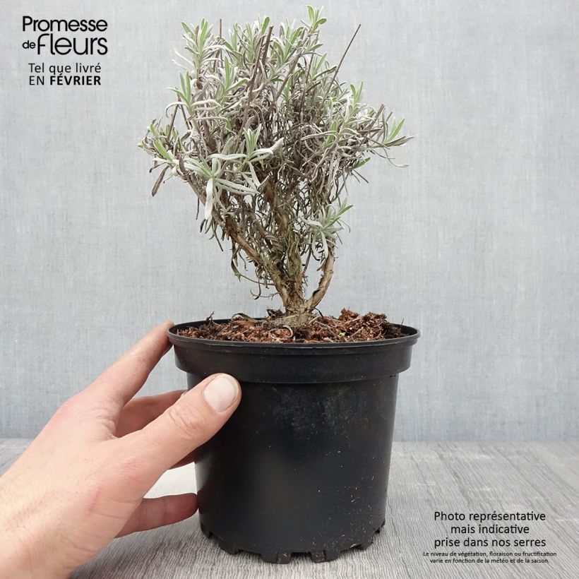 Lavandin - Lavandula intermedia Grappenhall en pot de 2L/3L esemplare consegnato in inverno