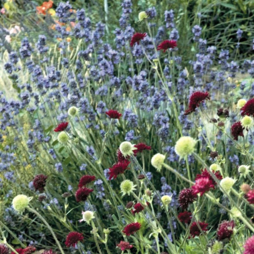 Lavandula angustifolia Dwarf Blue - Lavanda vera (Porto)