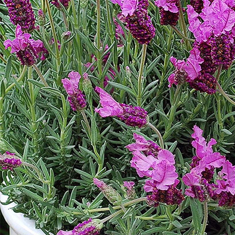 Lavandula stoechas The Princess - Lavanda selvatica (Fogliame)