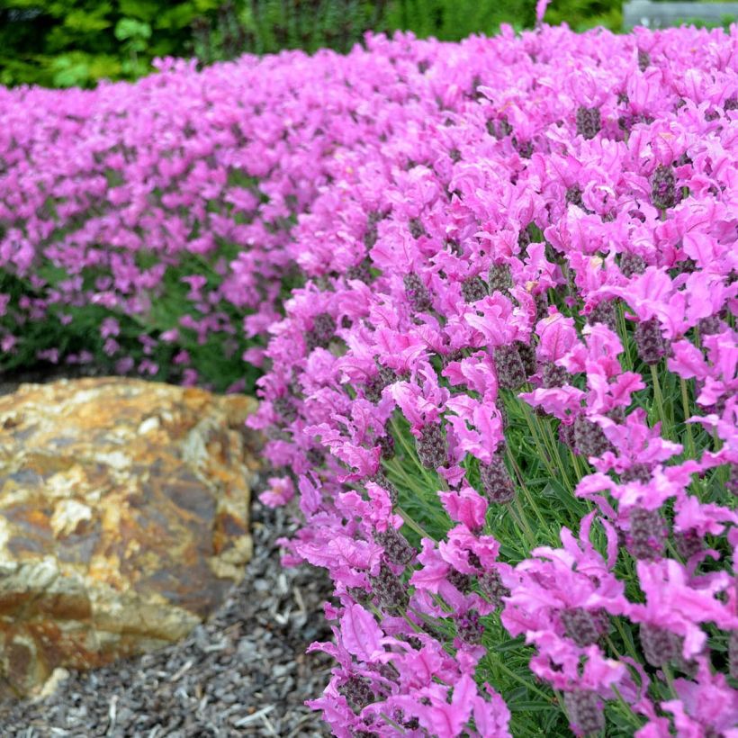 Lavandula stoechas The Princess - Lavanda selvatica (Fioritura)