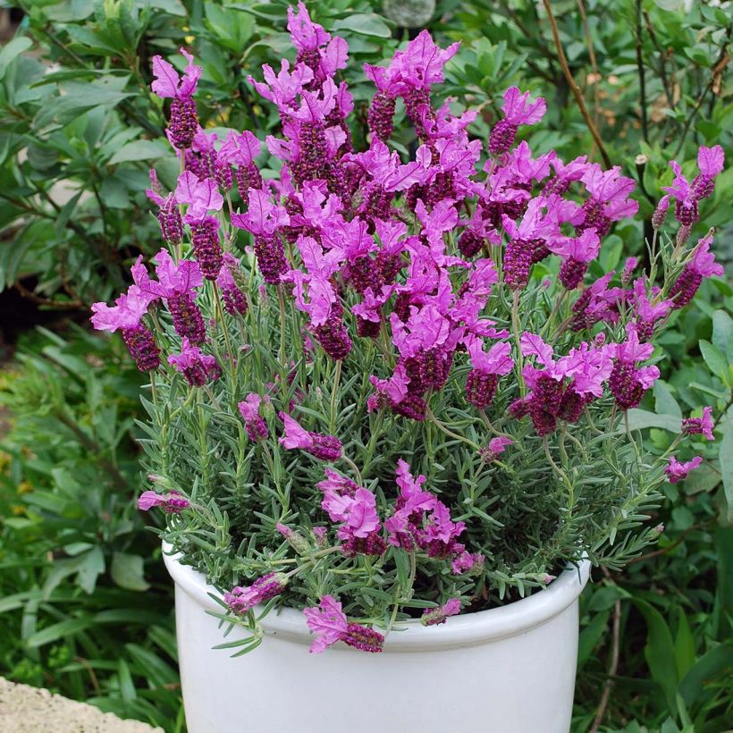 Lavandula stoechas The Princess - Lavanda selvatica (Porto)