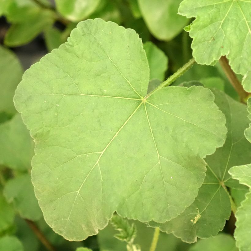 Lavatera olbia Rosea (Fogliame)