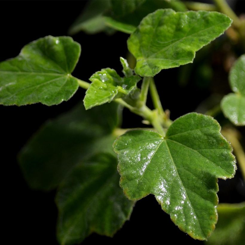 Lavatera Barnsley Baby (Fogliame)