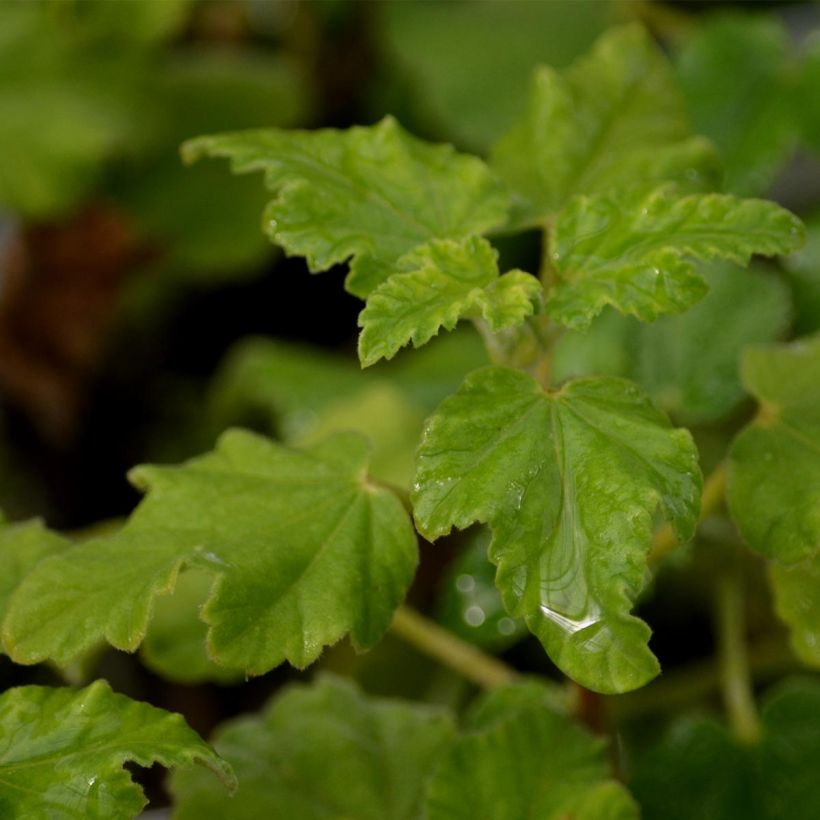 Lavatera Burgundy Wine (Fogliame)