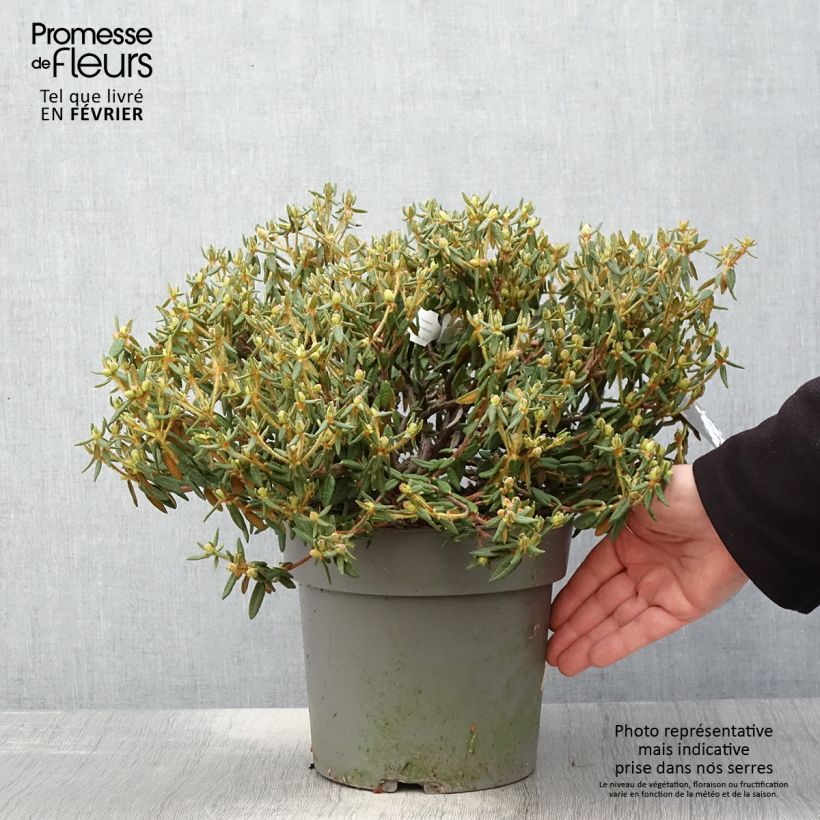 Ledum groendlandicum Helma - Thé du Labrador Pot de 2L/3L esemplare consegnato in inverno