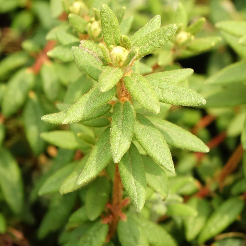 Ledum groenlandicum Compactum (Fogliame)