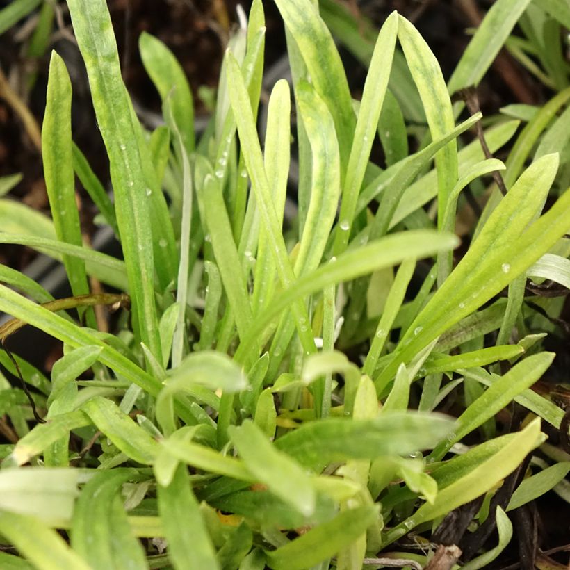 Leontopodium alpinum Blossom of Snow - Stella alpina (Fogliame)