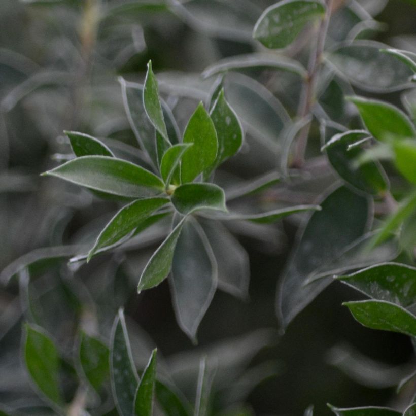 Leptospermum Karo Spectro Bay - Manuka (Fogliame)