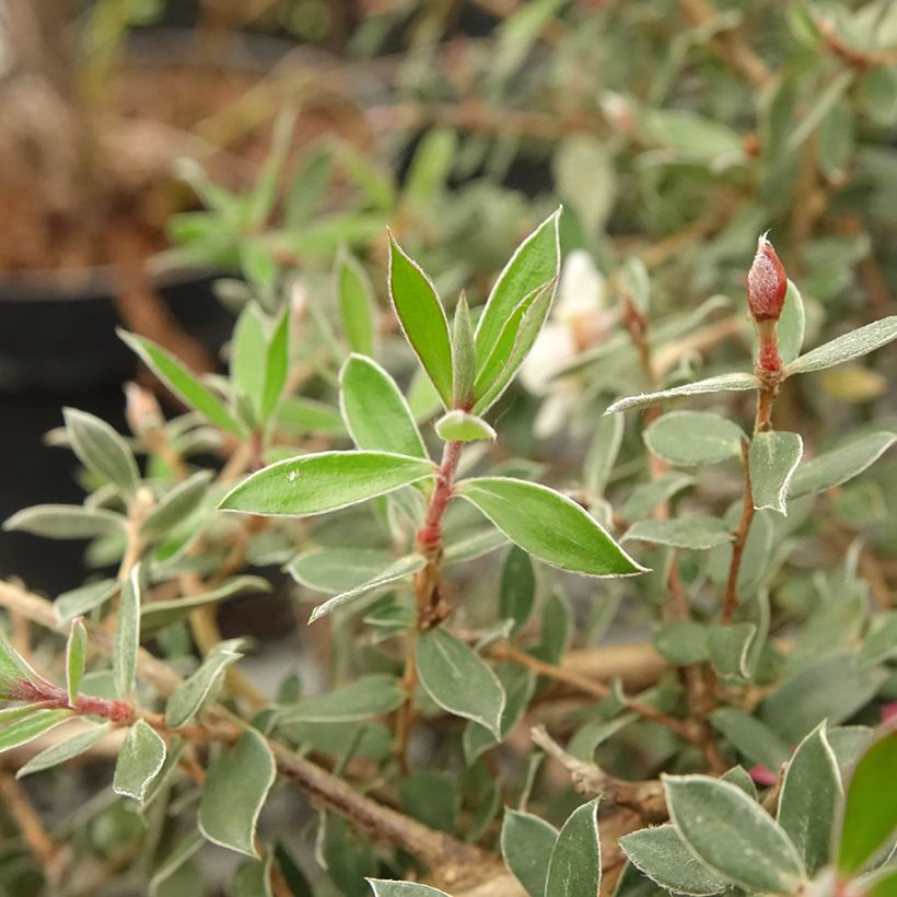 Leptospermum lanigerum Mesmer Eyes (Fogliame)