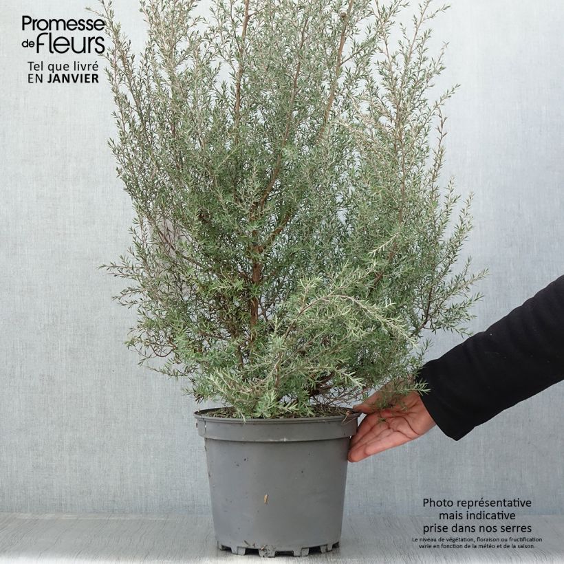 Leptospermum scoparium Martini - Arbre à thé en pot de 7,5l/10l esemplare consegnato in inverno