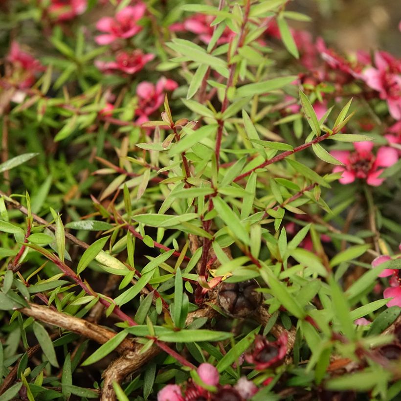 Leptospermum scoparium Red Falls - Manuka (Fogliame)