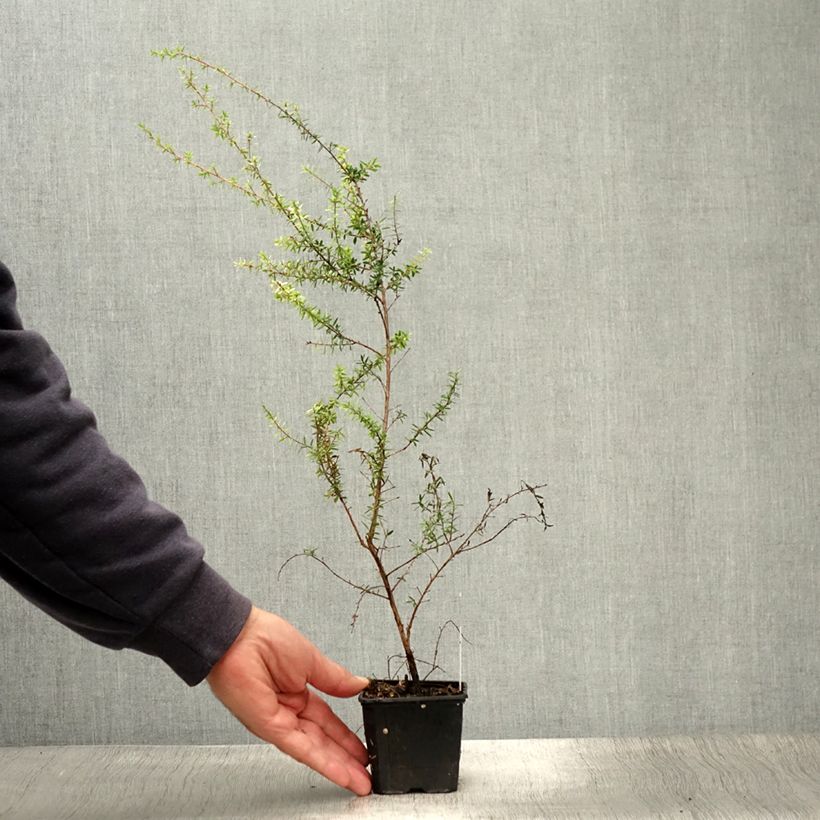 Esemplare di Leptospermum scoparium Snow Flurry - Arbre à thé de Nouvelle-Zélande - Godet de 8/9 cm consegnato in estate