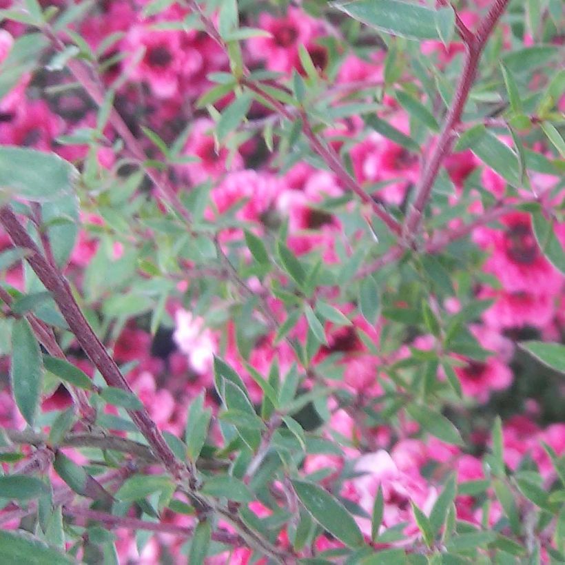 Leptospermum scoparium Wiri Kerry - Manuka (Fioritura)