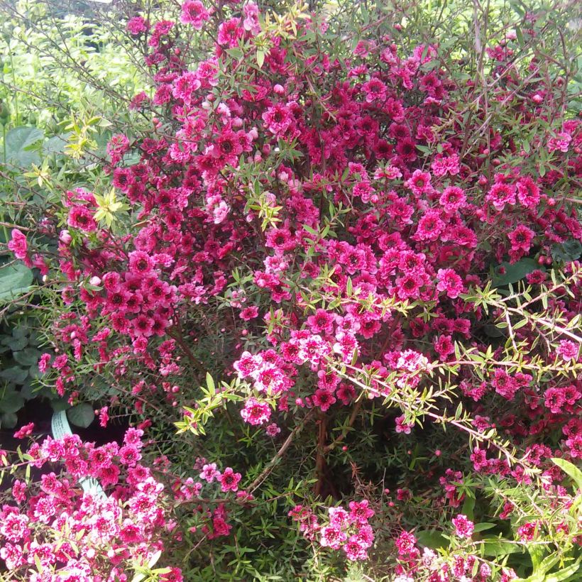 Leptospermum scoparium Wiri Kerry - Manuka (Porto)