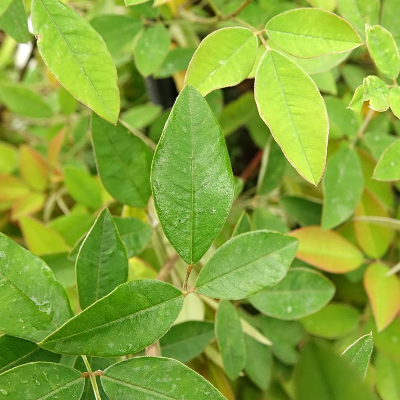 Lespedeza liukiuensis Little Volcano (Fogliame)