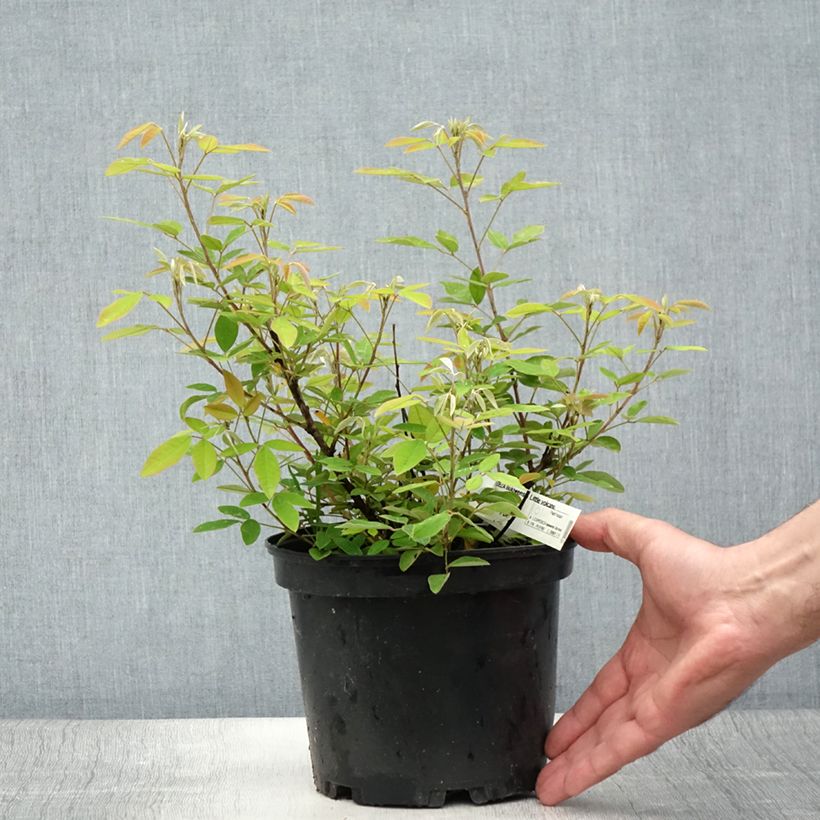 Esemplare di Lespedeza liukiuvensis Little Volcano - Trèfle en arbre - Pot de 3L/4L consegnato in estate