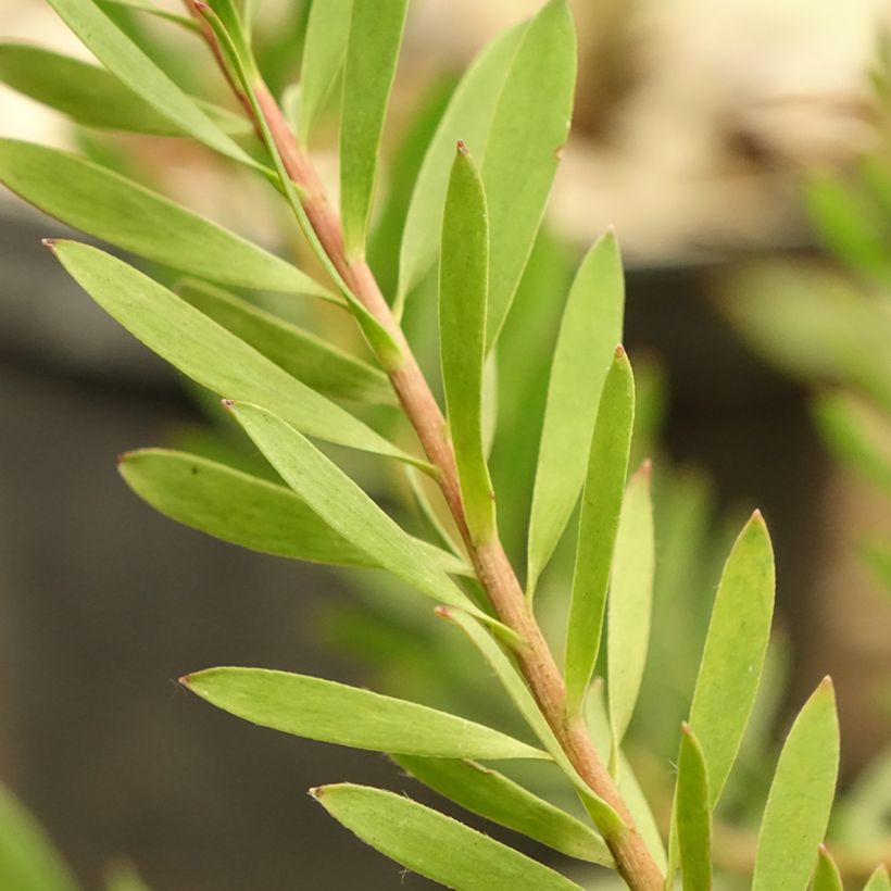 Leucadendron salignum Cheeky (Fogliame)