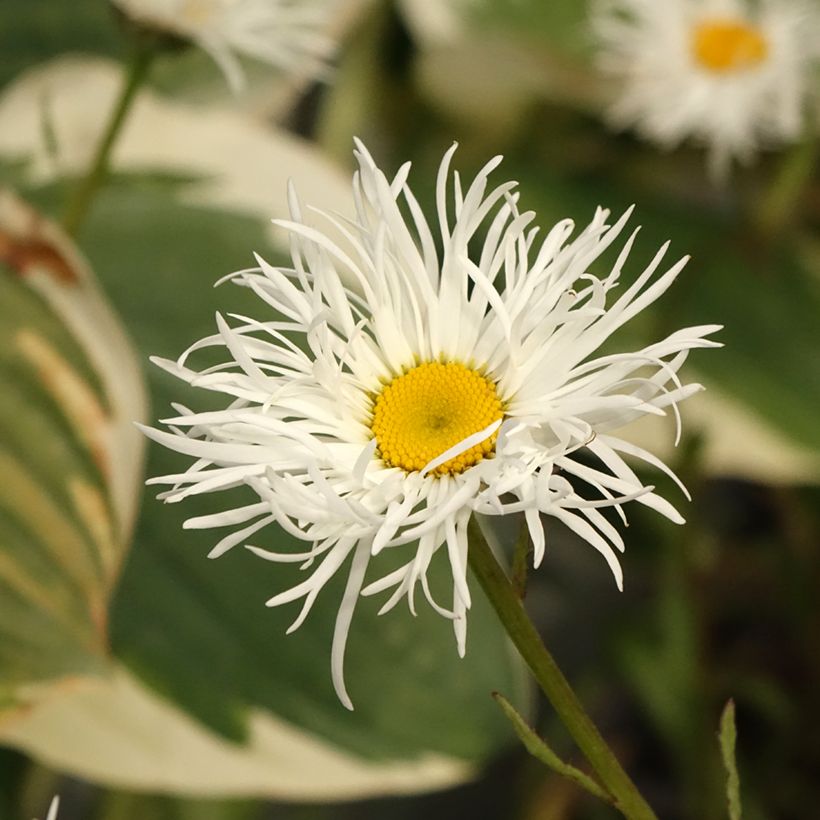 Leucanthemum superbum Old Court - Margherita (Fioritura)