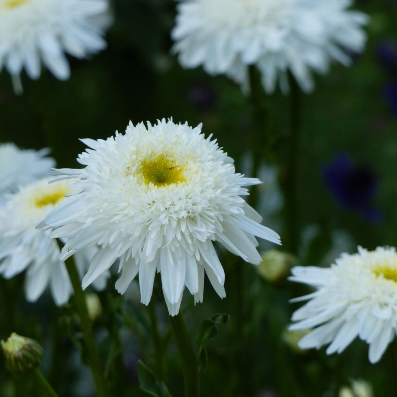 Leucanthemum superbum Wirral Supreme - Margherita (Fioritura)