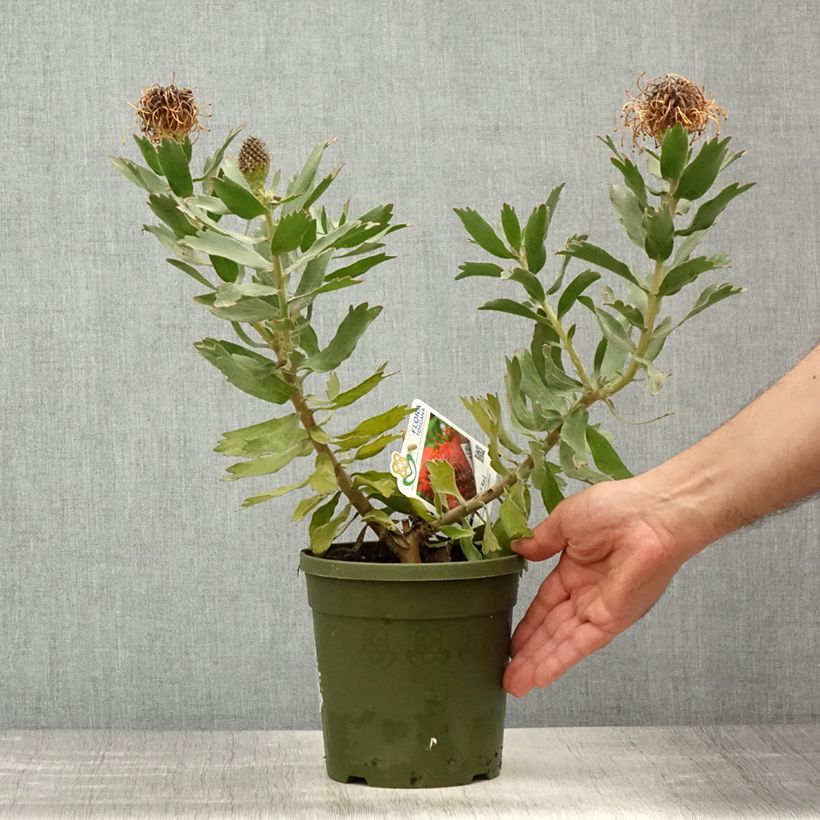 Leucospermum Ayoba Red - Pelote d'épingles Rouge Pot de 2L/3L esemplare consegnato in primavera