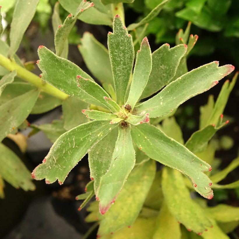 Leucospermum Ayoba Red (Fogliame)