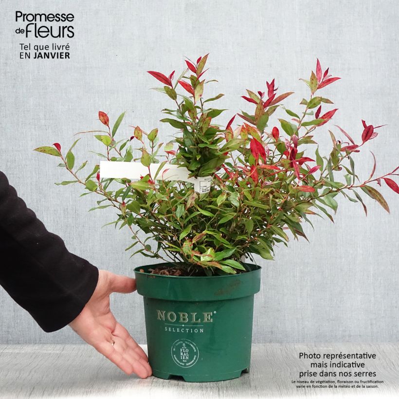 Leucothoe fontanesiana Little Flames en pot de 2l/3l esemplare consegnato in inverno