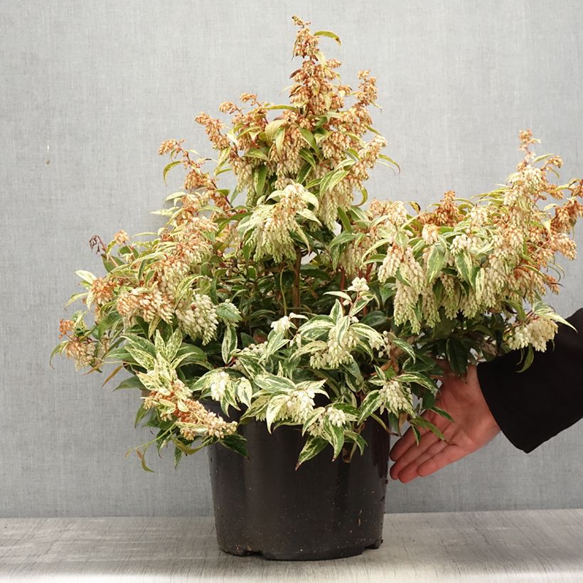 Leucothoe fontanesiana Makijaz en pot de 7,5l/10l esemplare consegnato in primavera