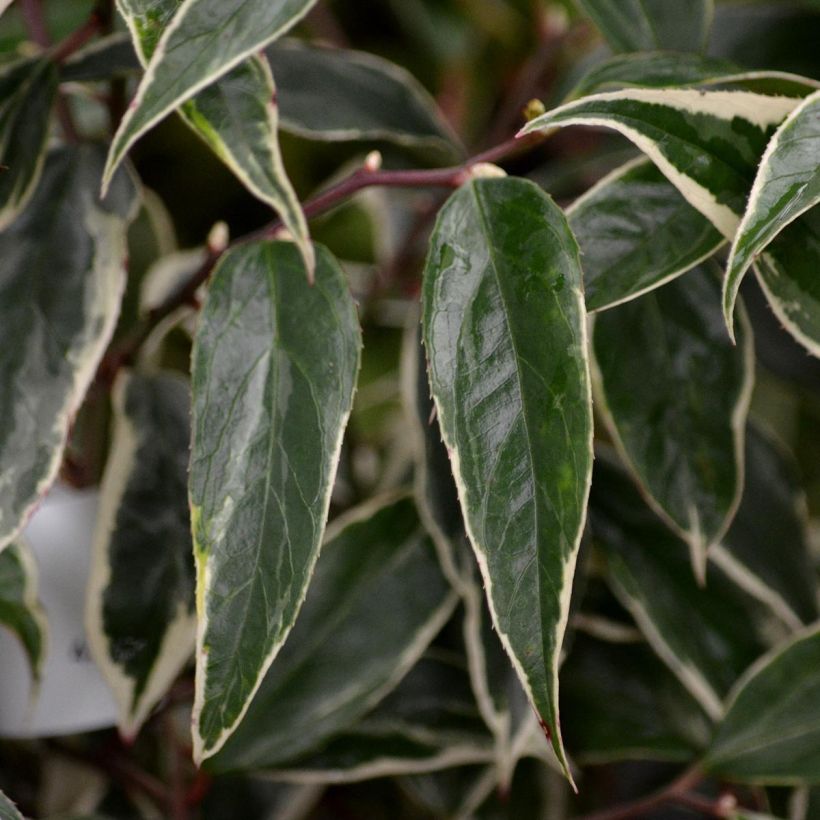 Leucothoe fontanesiana Whitewater (Fogliame)