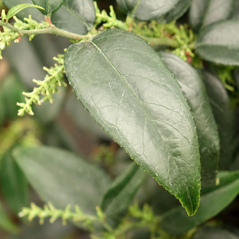 Leucothoe fontanesiana Dark Diamond (Fogliame)