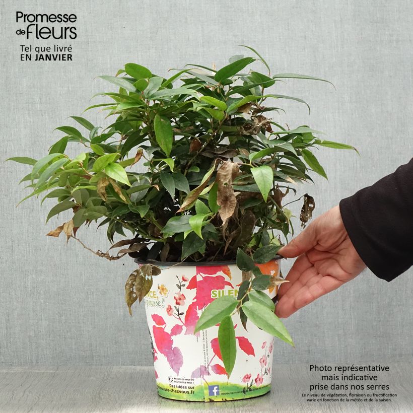 Leucothoe fontesiana Dark Diamond  - Pot de 4L/5L esemplare consegnato in inverno