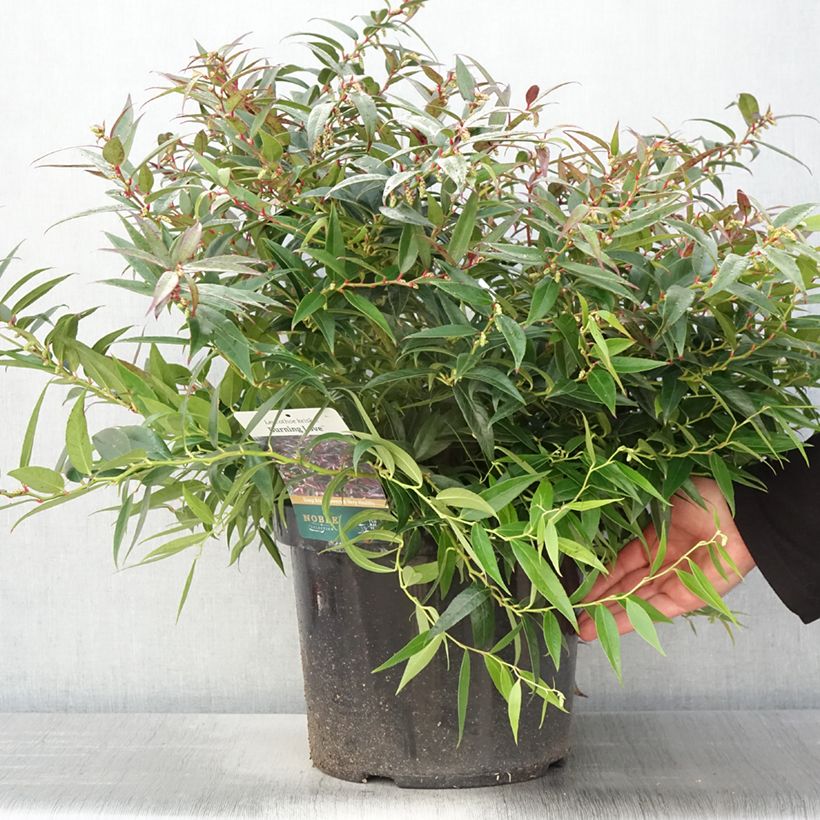 Leucothoe keiskei Burning Love Pot de 7,5L/10L esemplare consegnato in primavera