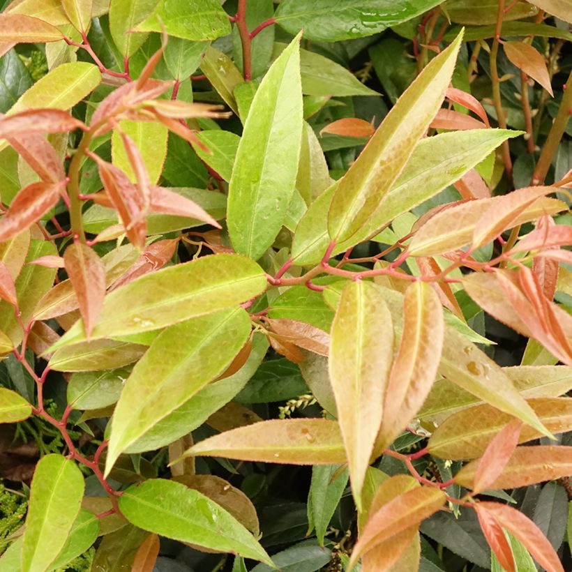 Leucothoe walteri Royal Ruby (Fogliame)