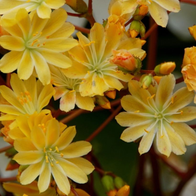 Lewisia cotyledon Golden Yellow (Fioritura)