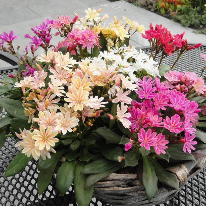 Lewisia cotyledon Elise Mix (Porto)