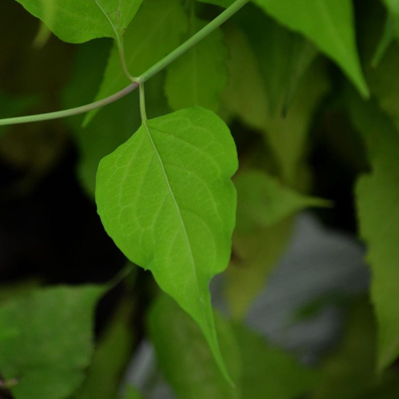 Leycesteria formosa Golden Lanterns (Fogliame)