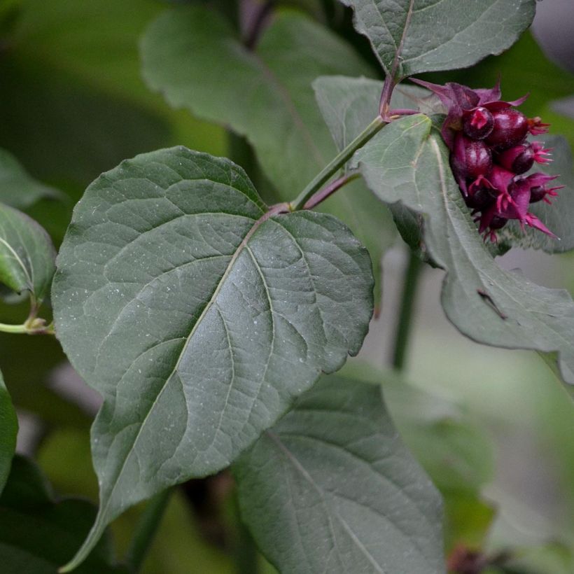 Leycesteria formosa Purple Rain (Fogliame)