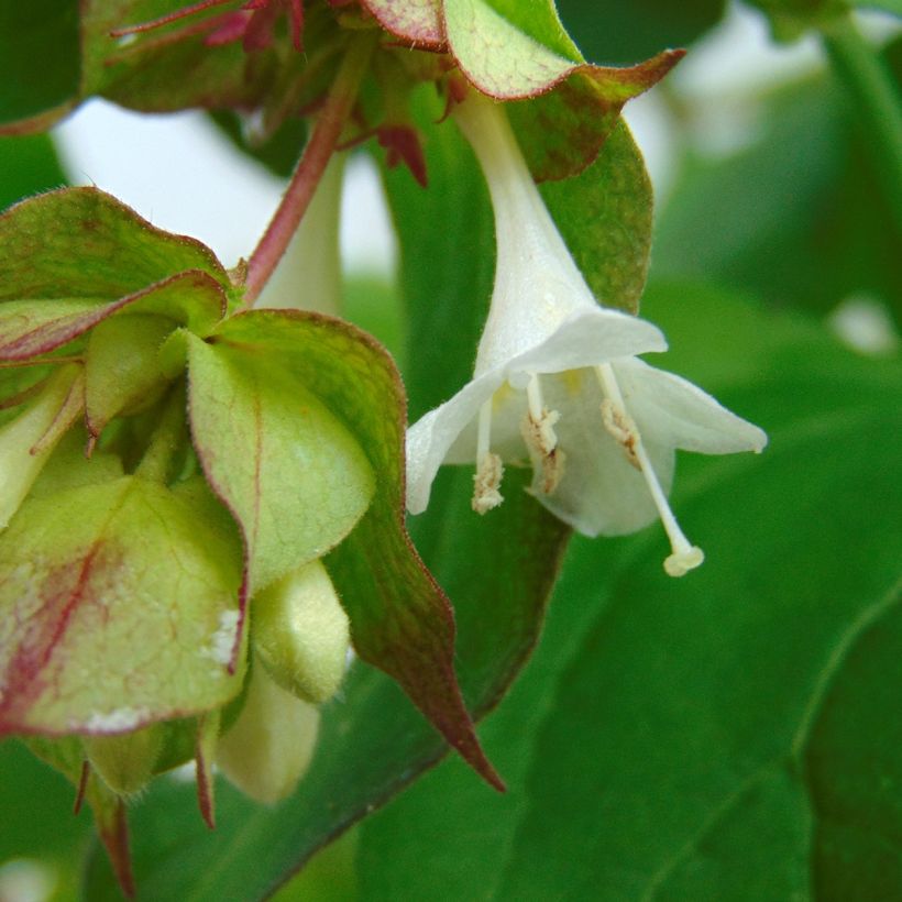 Leycesteria formosa Purple Rain (Fioritura)