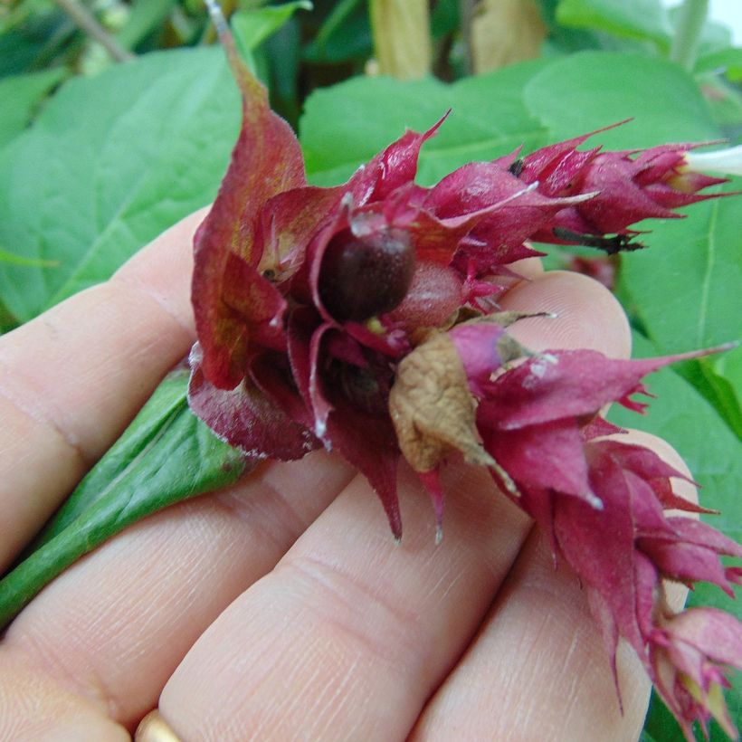 Leycesteria formosa Purple Rain (Raccolta)