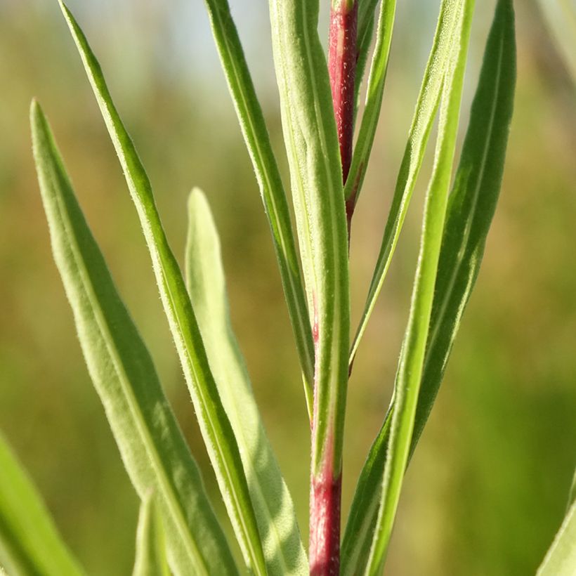 Liatris ligulistylis (Fogliame)