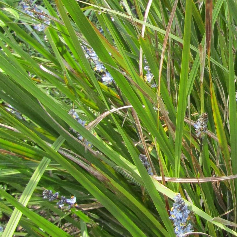 Libertia sessiliflora Caerulescens (Fogliame)