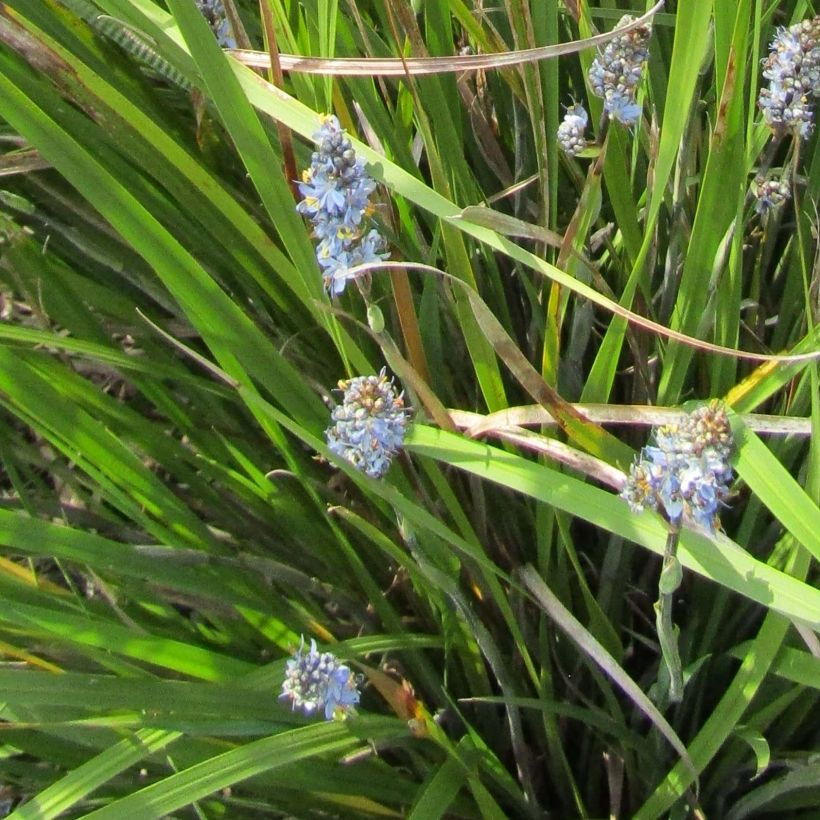 Libertia sessiliflora Caerulescens (Fioritura)