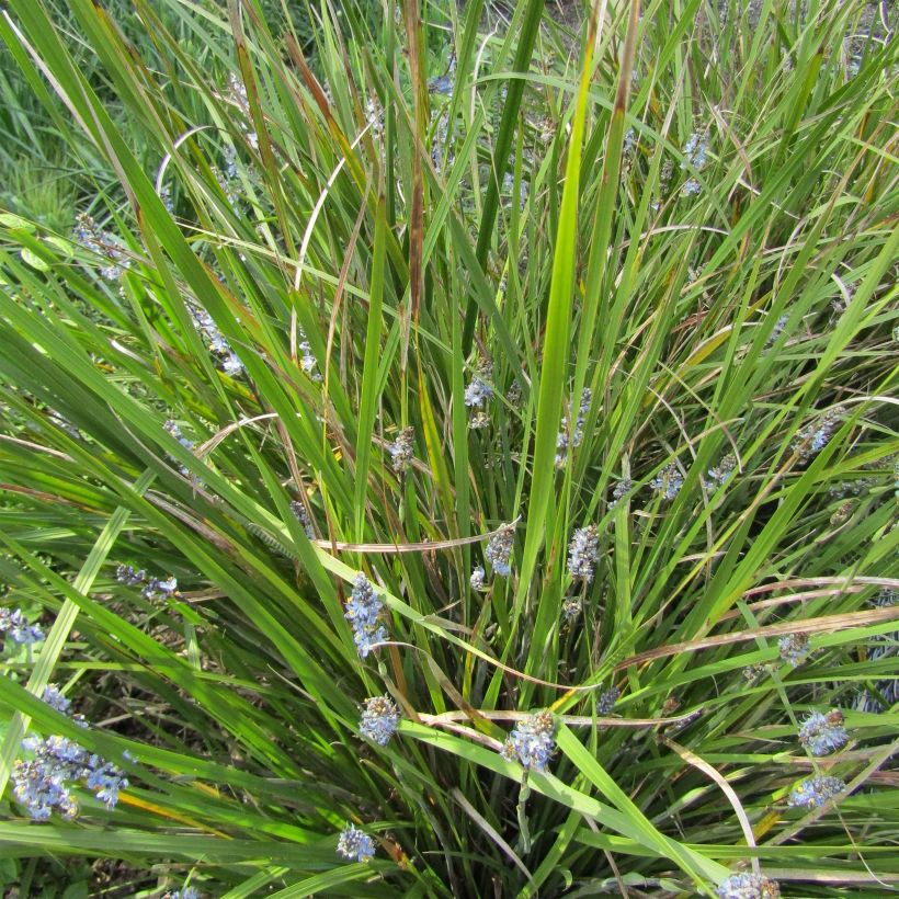 Libertia sessiliflora Caerulescens (Porto)