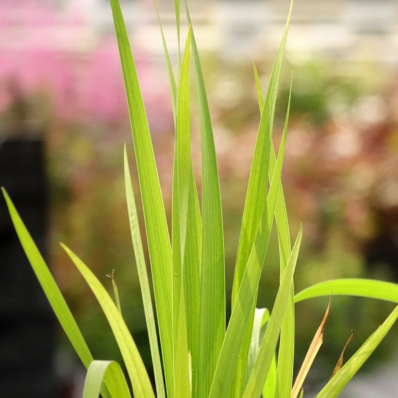 Libertia formosa (Fogliame)