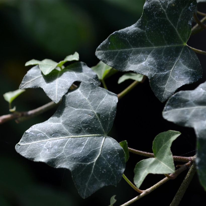 Hedera helix - Edera comune (Fogliame)