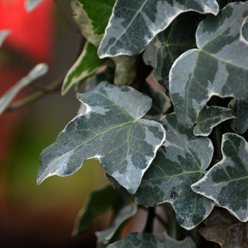 Hedera helix Glacier - Edera variegata (Fogliame)