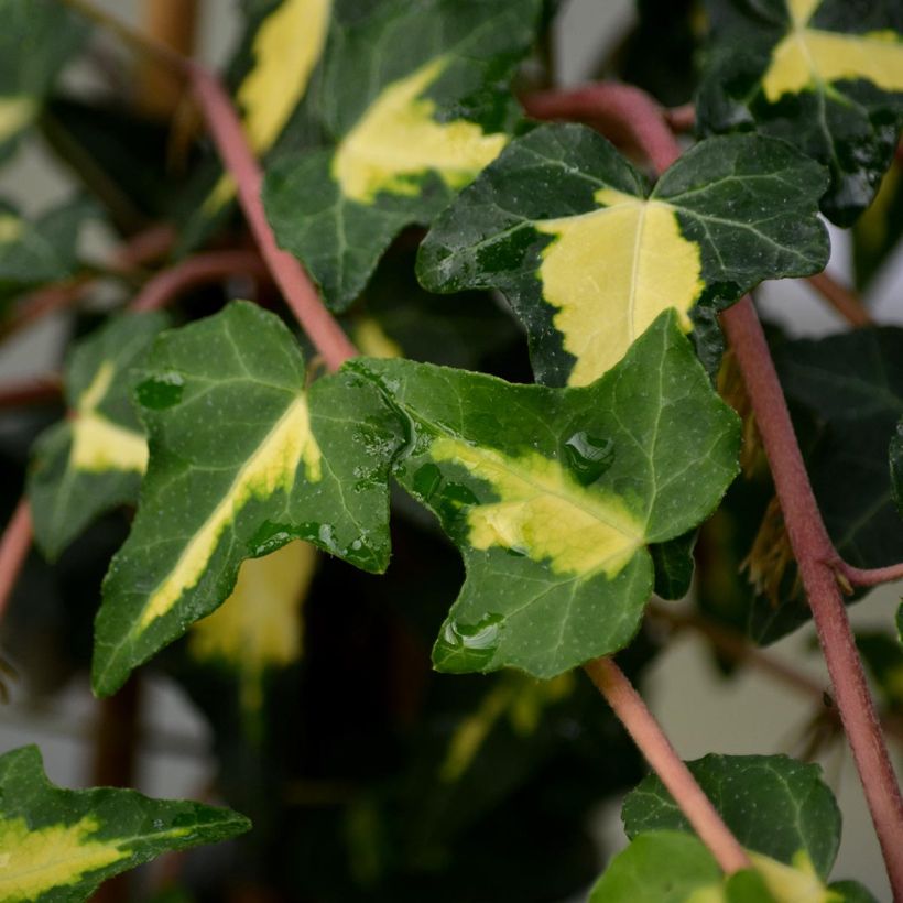 Hedera helix Oro di Bogliasco Goldheart - Edera variegata (Fogliame)