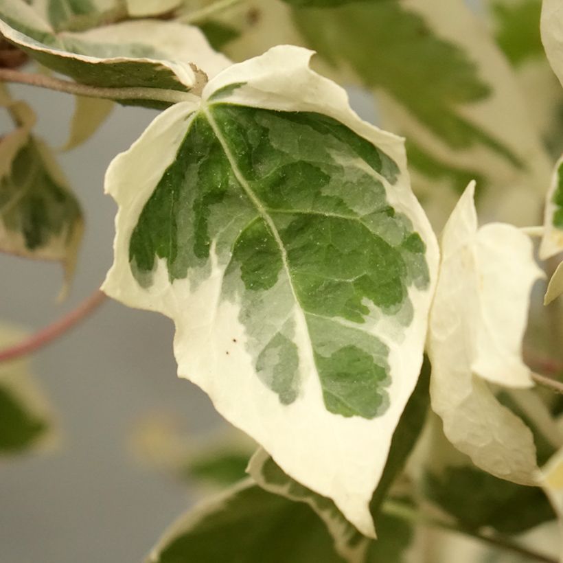 Hedera helix Little Diamond - Edera variegata (Fogliame)