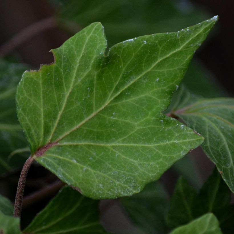 Hedera helix Green Ripple - Edera (Fogliame)